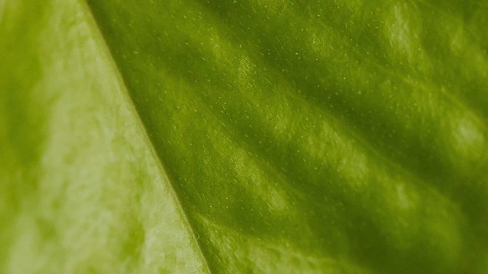 Close-up of a green leaf showing its branching veins and texture.